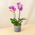 Bright Delight Phalaenopsis Orchid