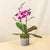 Purple Mini Phalaenopsis Orchid