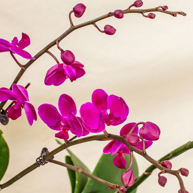 Purple Mini Phalaenopsis Orchid